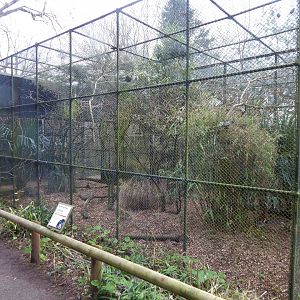Red-billed blue magpie aviary 050224