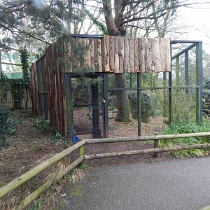 Cabot's tragopan aviary 050224