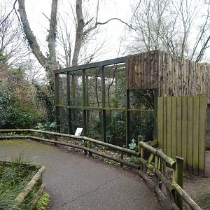 Spotted laughingthrush aviary 050224