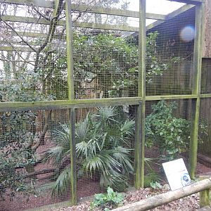 Spotted laughingthrush aviary 050224