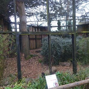Cabot's tragopan aviary 050224