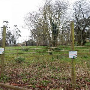 Enclosure for Swamp wallabies/Western grey kangaroos 050224