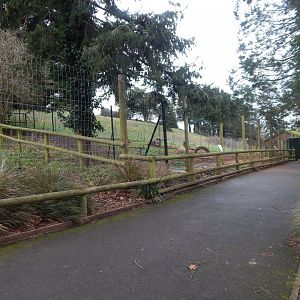 Collared peccary enclosure 050224