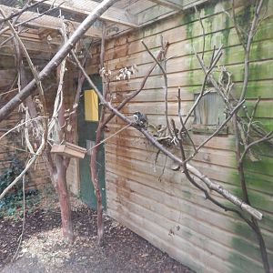 Monkey Heights - Bearded emperor tamarin enclosure 050224