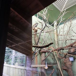 Monkey Heights - Bearded emperor tamarin enclosure 050224