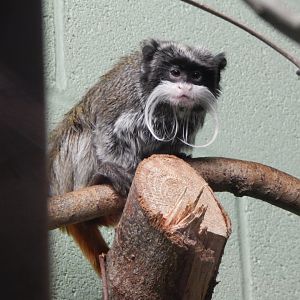 Monkey Heights - Bearded emperor tamarin 050224