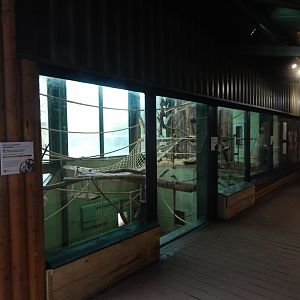 Monkey Heights - Cherry-crowned mangabey enclosure 050224