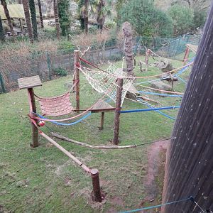 Monkey Heights - Cherry-crowned mangabey enclosure 050224