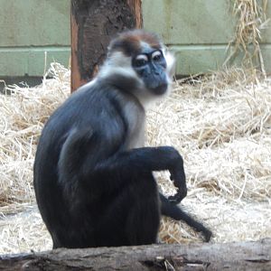 Monkey Heights - Cherry-crowned mangabey 050224