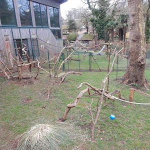 Monkey Heights - King colobus enclosure 050224