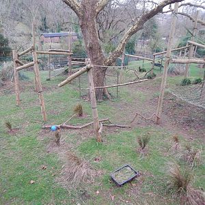 Monkey Heights - Diana monkey enclosure 050224