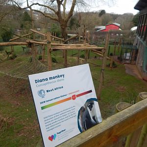Monkey Heights - Diana monkey enclosure 050224