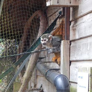 Monkey Heights - Squirrel monkey 050224