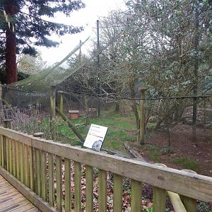 Monkey Heights - Squirrel monkey/Azara's agouti enclosure 050224
