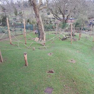 Monkey Heights - Sulawesi crested macaque enclosure 050224