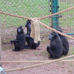 Monkey Heights - Sulawesi crested macaques 050224
