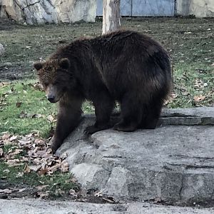Great Bear Wilderness-Brown Bear cub