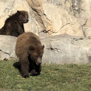 Great Bear Wilderness-Brown Bear cubs