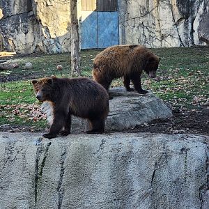 Great Bear Wilderness-Brown Bear cubs