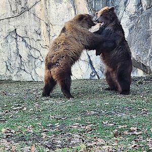 Great Bear Wilderness-Brown Bear cubs