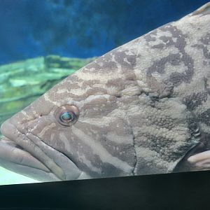 Broomtail Grouper (Mycteroperca xenarcha)