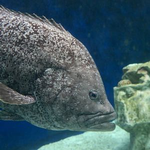 Leather Bass (Dermatolepis dermatolepis)