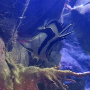 Northern Scythe Butterflyfish (Prognathodes falcifer)
