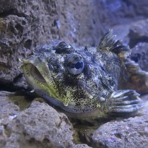 Red Irish Lord (Hemilepidotus hemilepidotus)