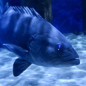 Starstudded Grouper (Hyporthodus niphobles)