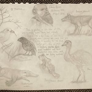 Darwin Day sketches