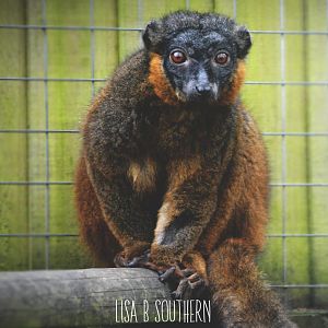 collared lemur