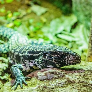 Argentine black and white tegu （Salvator merianae）