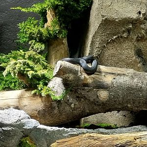 Alpine headwaters - Alpine viper (Vipera aspis atra)
