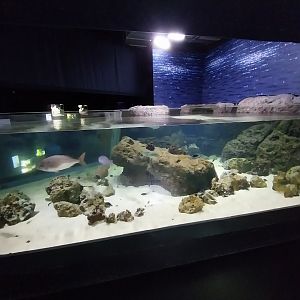 The Mediterranean sea