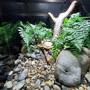 Fire salamander (Salamandra salamandra)