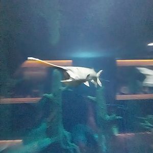 Evolution - Mississippi paddlefish (Polyodon spathula)