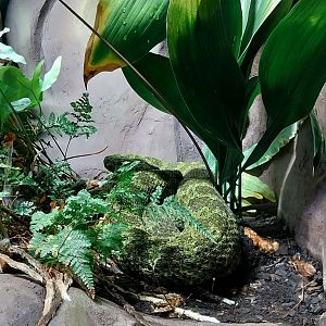 Mangshan pitviper (Protobothrops mangshanensis)
