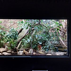 Ricefields - Monocled cobra terrarium