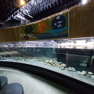 Rare animals from Asia