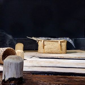 Rare animals of Asia