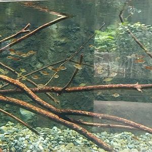 Rare animals of Asia - Odessa barb (Pethia padamya) and Denison barb (Sahyadria denisonii)