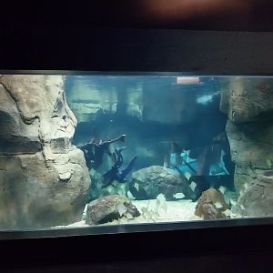 Seashores, mangroves and rivers