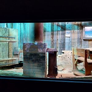 Inland taipan terrarium