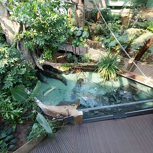 Amazon river aquarium