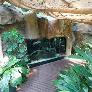 Electric eel aquarium