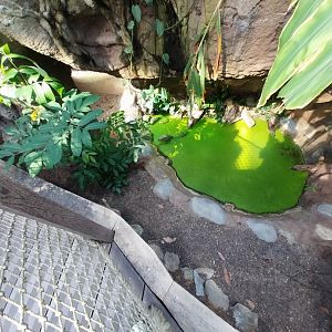 Cuvier's dwarf caiman (	Paleosuchus palpebrosus)