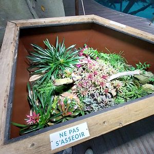 Anthony's poison arrow frog enclosure