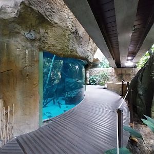 Giants of the Amazon