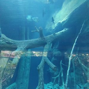 Giants of the Amazon