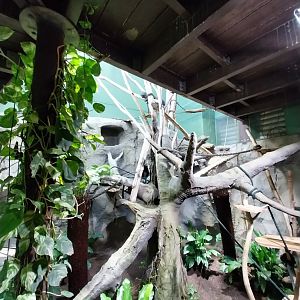 White-faced saki enclosure